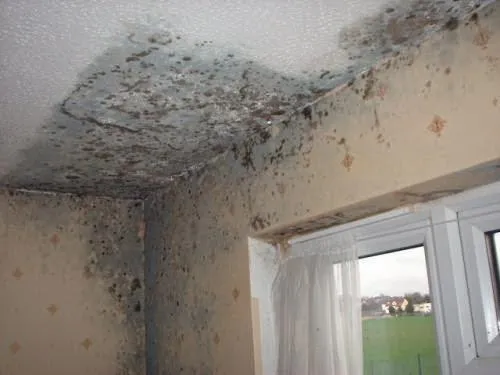 New plaster applied to wall