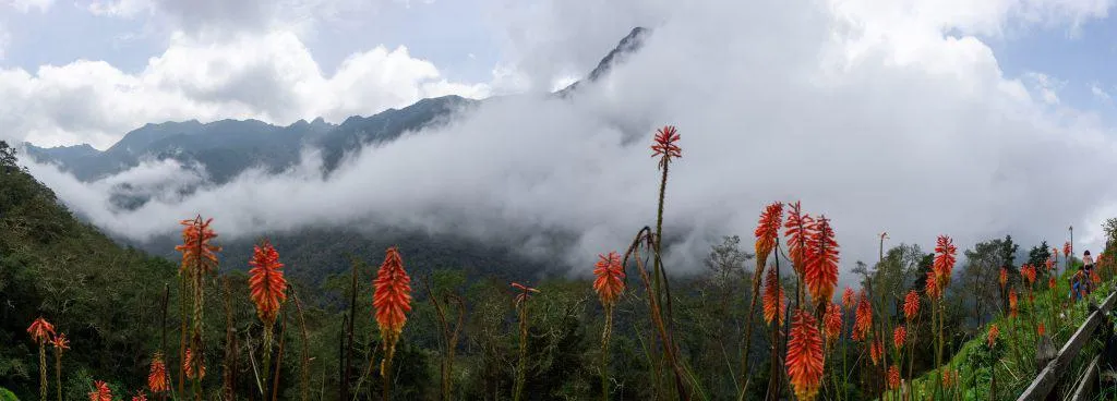 The Cocora Valley Hike In Colombia – 2024 Guide