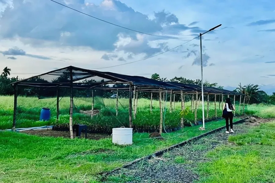 A bamboo nursery with a protective net structure in a lush green field under a partly cloudy sky, with a person walking along a pathway nearby.