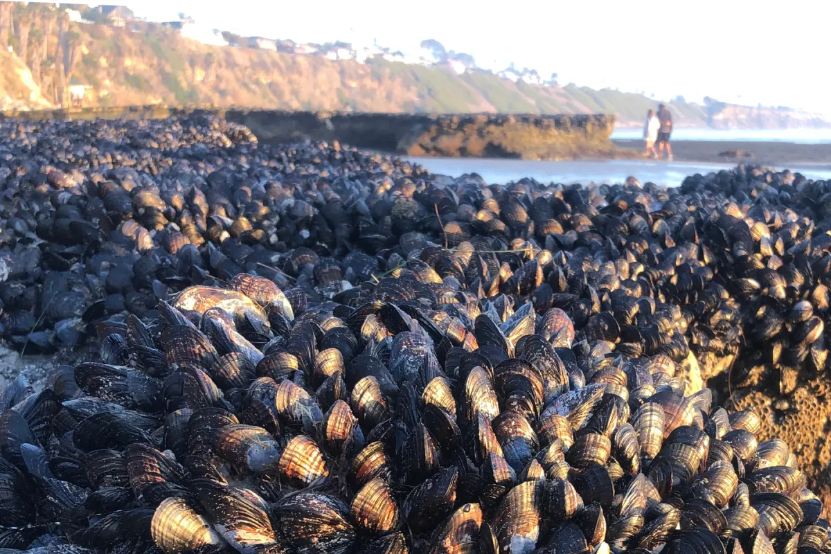 Explore the Best Tide Pools Near Moonlight Beach: Your Guide to Low Tide Adventures in Encinitas