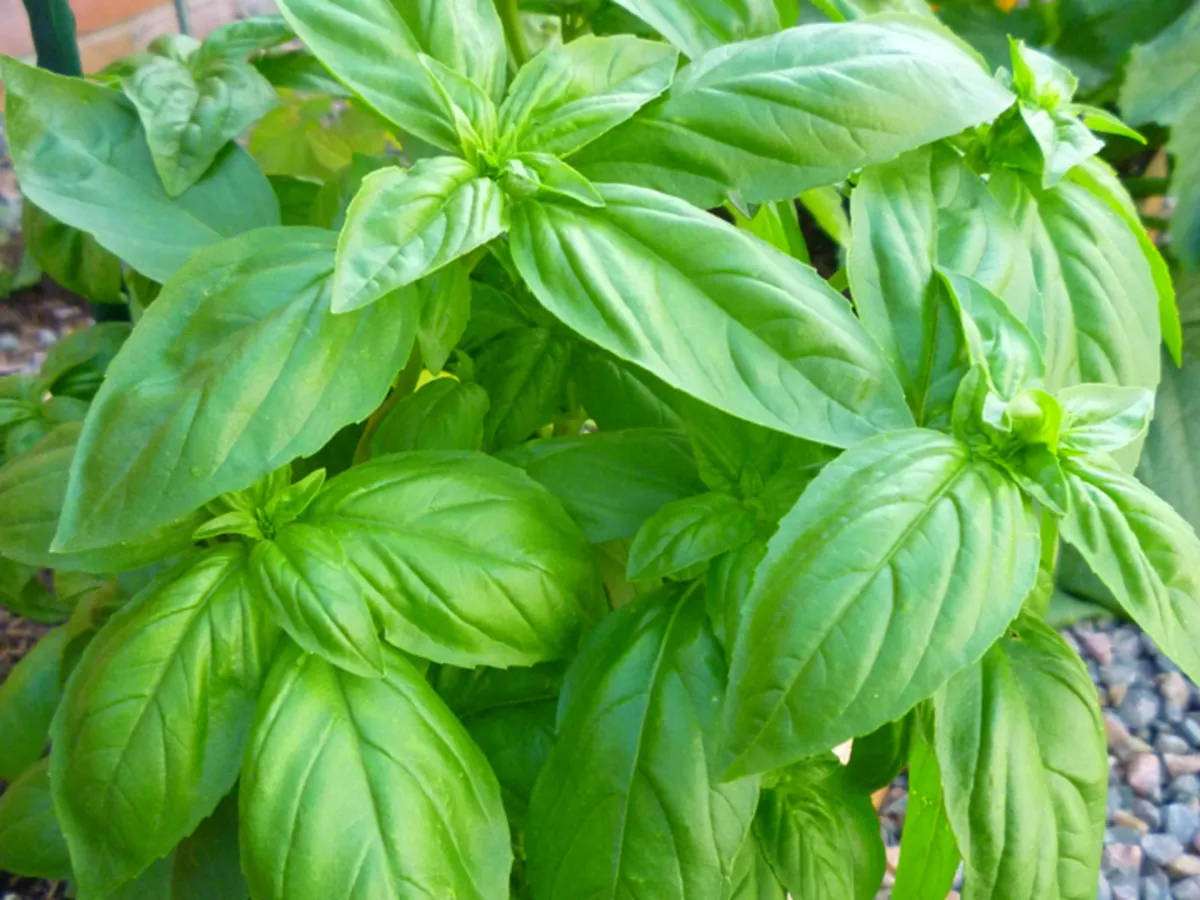 Sweet Basil Essential Oil