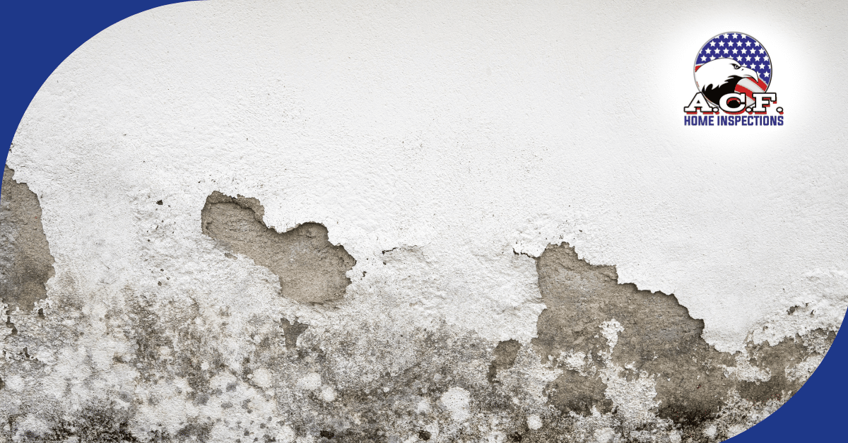 Moisture Issues? Know The Signs And Solutions