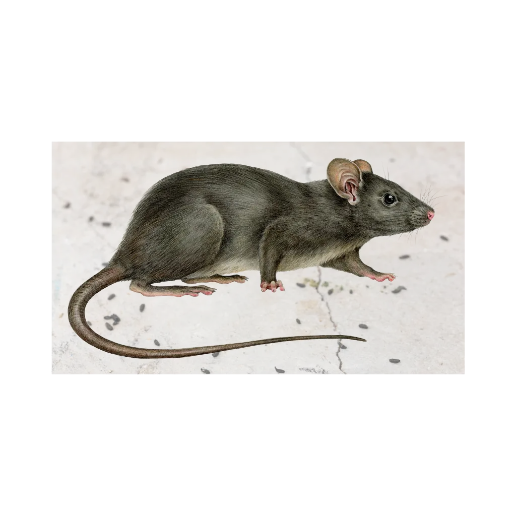 How to Keep Mice Out of Your Home This Winter in New York