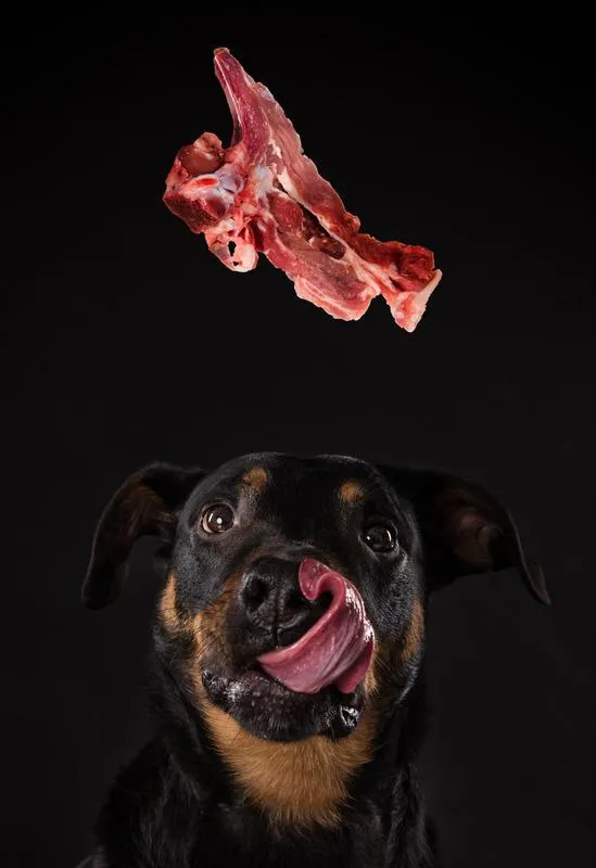 Fütterst du nur? Oder ernährst du deinen Hund