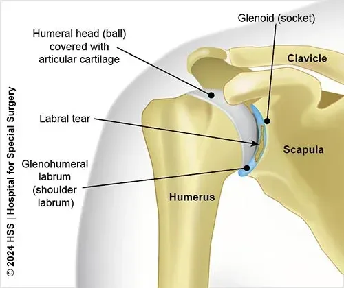 Anatomy of shoulder picture