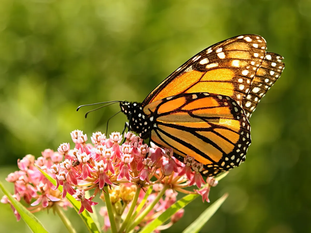 Power Up Your Daily Affirmations: Get A Helpful Boost From Hypnosis