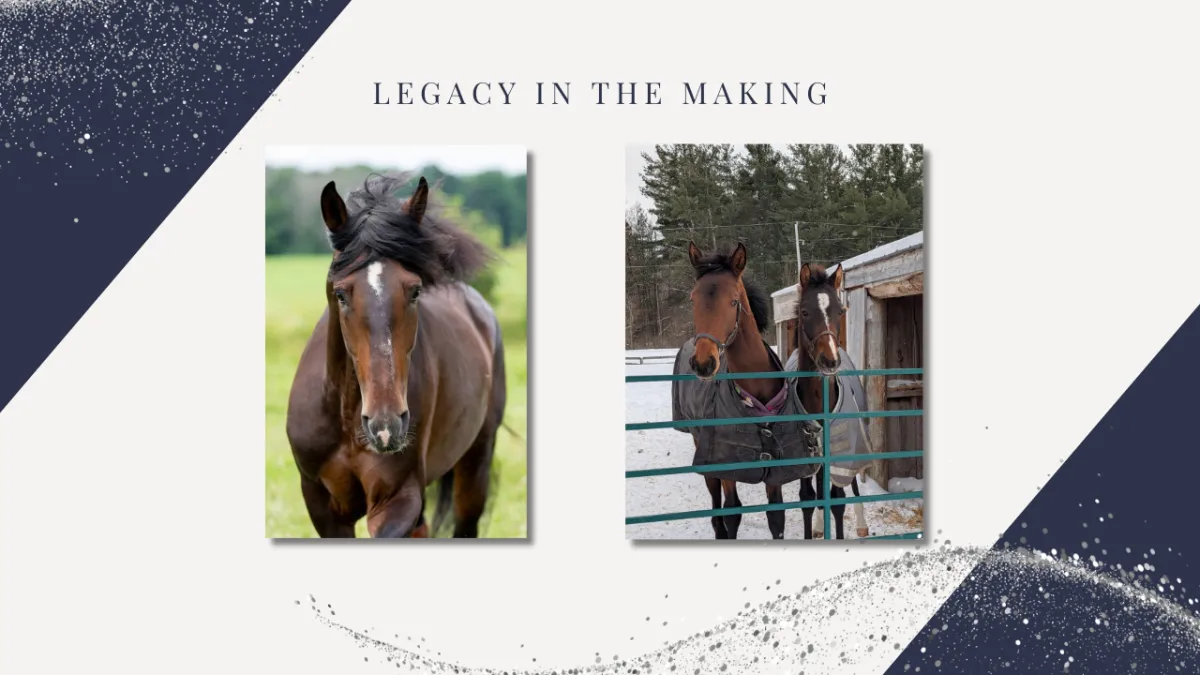 Graphic titled “Legacy in the Making” showing two horse photos: one horse walking in a green field and two horses standing together in a snowy paddock.