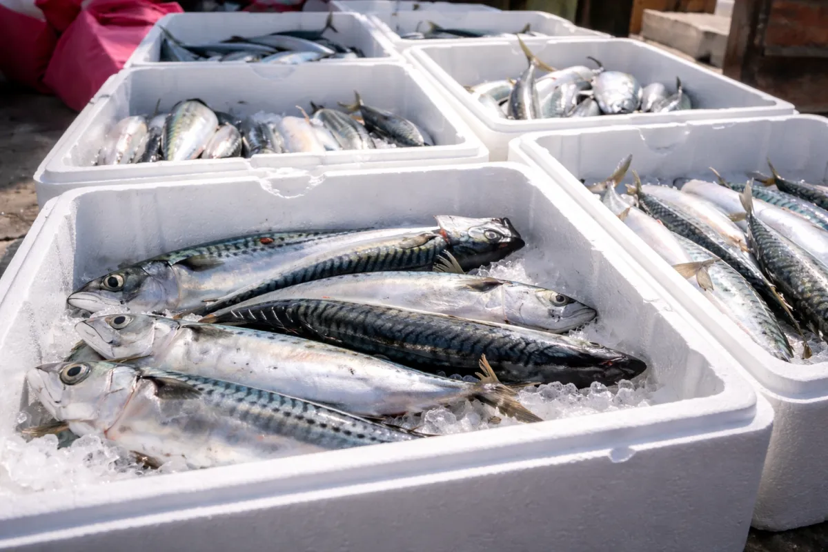 Approvisionnement en produits de la mer partout en France : comment ça fonctionne