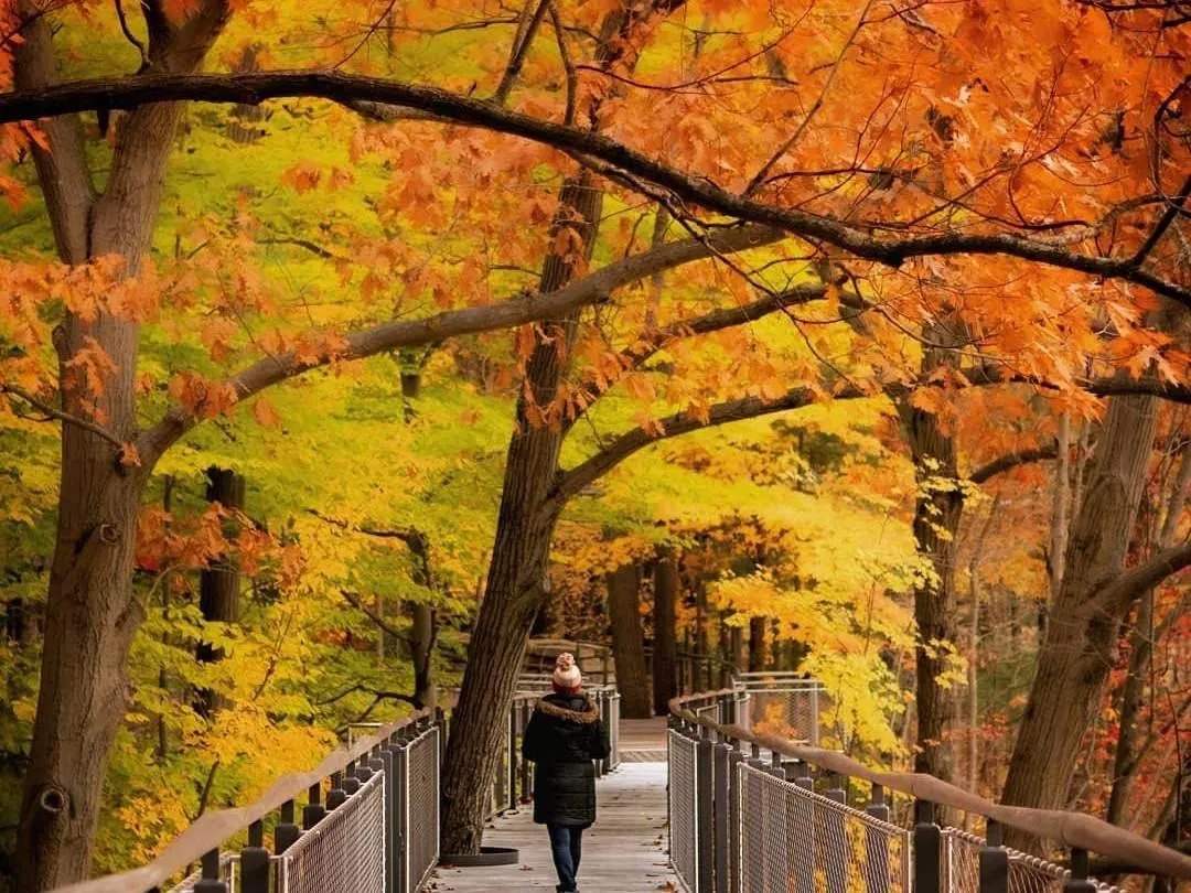 Walk Among the Trees: Discover the Magic of Dow Gardens Whiting Forest Canopy Walk