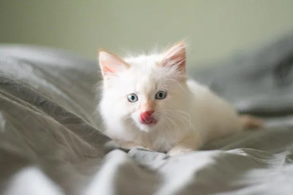 White Kitten