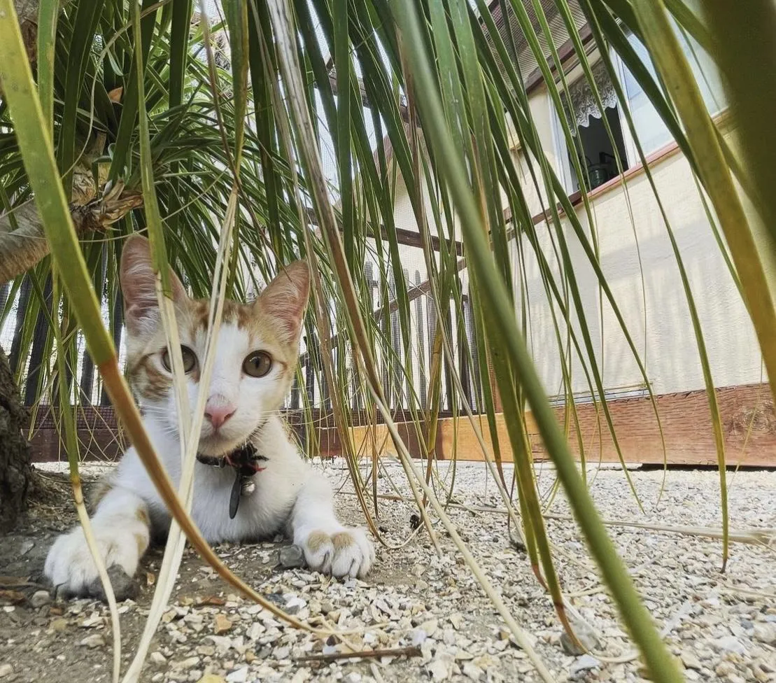 Orange and white cat peeking through green leaves in an outdoor setting.