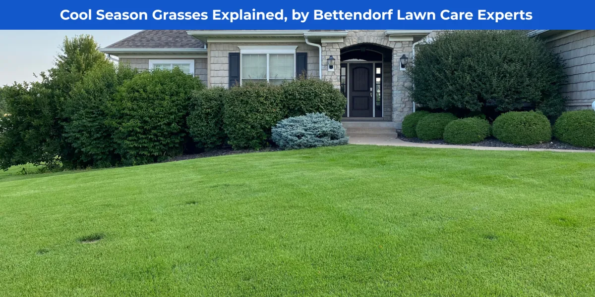 Cool Season Grasses Explained | Lawn Care Bettendorf