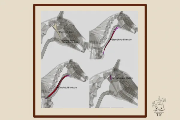 skeletal x-rays of hoses head and neck, showing the muscle attachment to the hyoid apparatus