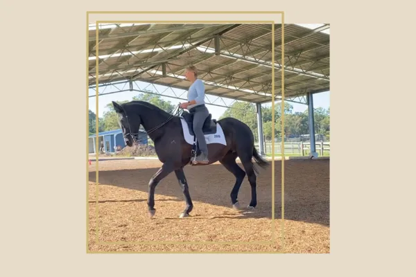 Rider on a black horse in an arena, demonstrating balance and harmony in motion under a covered structure with natural light.