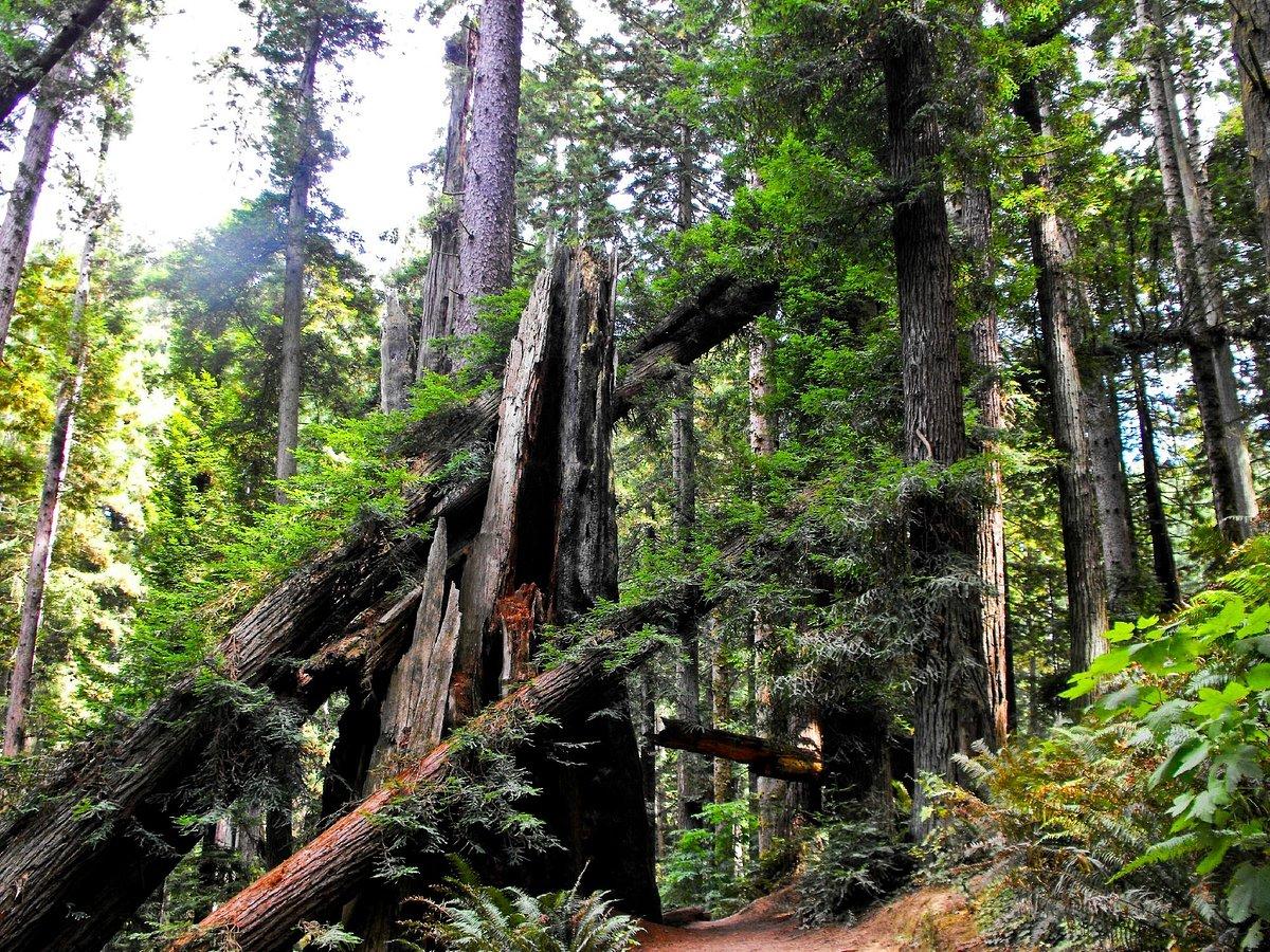 Wander Wild in Arcata: Why the Arcata Marsh & Wildlife Sanctuary Should Be Your Next Stop