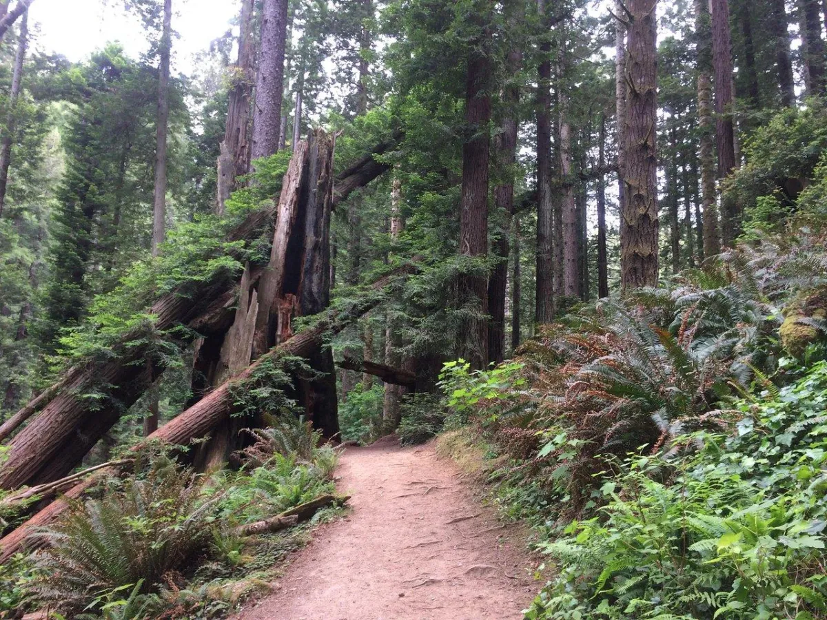 Just Picked Up Your Ride? Here’s What to Do Next in Arcata