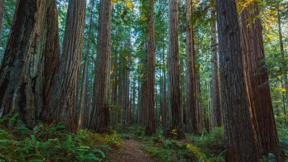 Redwood Road Trip: How to Plan the Perfect Visit to Redwood National Park from Arcata