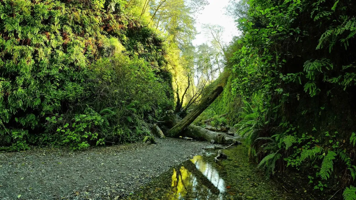 From Eureka to Fern Canyon: A Must-Do Drive Through California’s Prehistoric Paradise