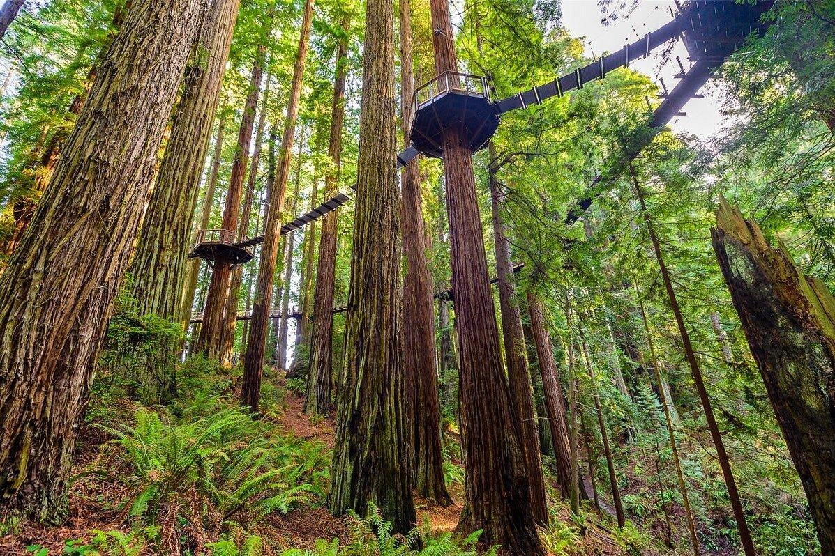 Walk Among Giants: The Redwood Sky Walk in Eureka Is Next-Level 