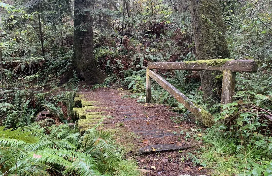 Where Wildflowers Rule and Peace Prevails: A Local’s Love Letter to Azalea State Natural Reserve