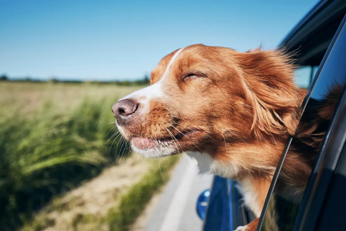 Dog with head out car window.