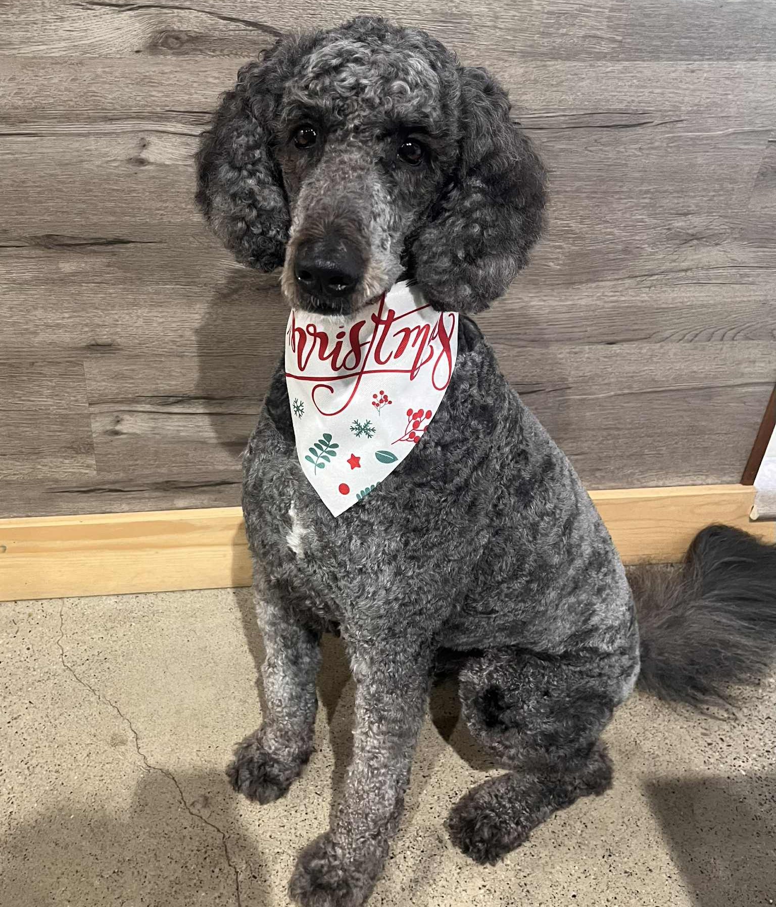 a gray doodle sits for an after picture