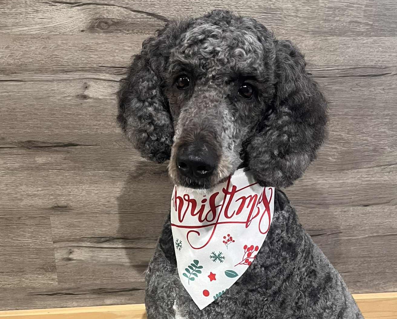 a gray doodle sits for an after picture