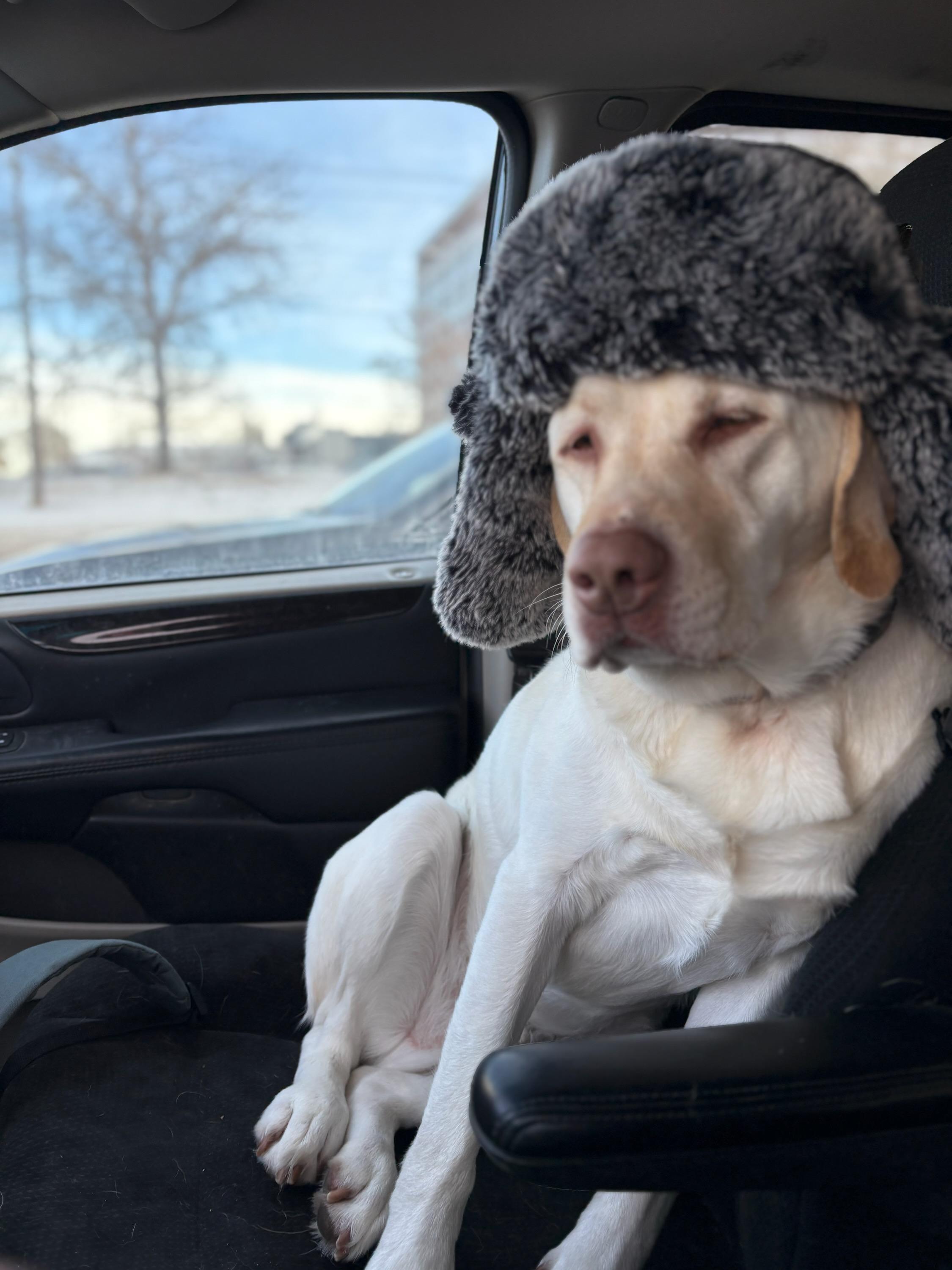A Yellow Lab in a hat.