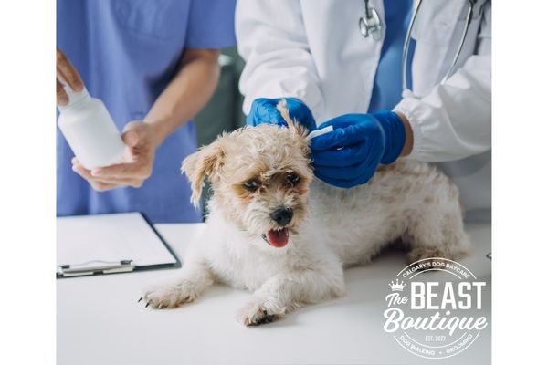 a little dog on a vet table about to receive a vaccine
