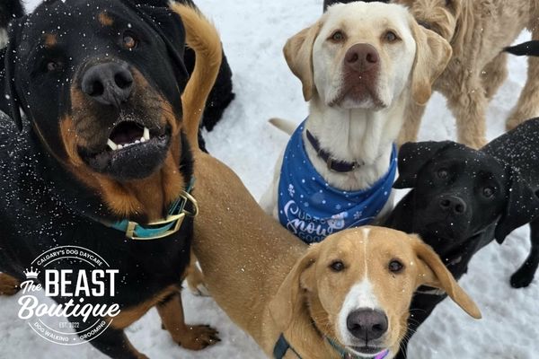 A group of off leash dogs at the park