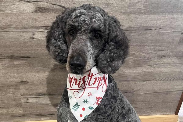 a gray doodle sits for an after picture