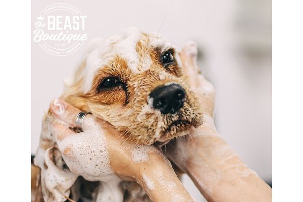 a blond cocker spaniel is getting shampooed