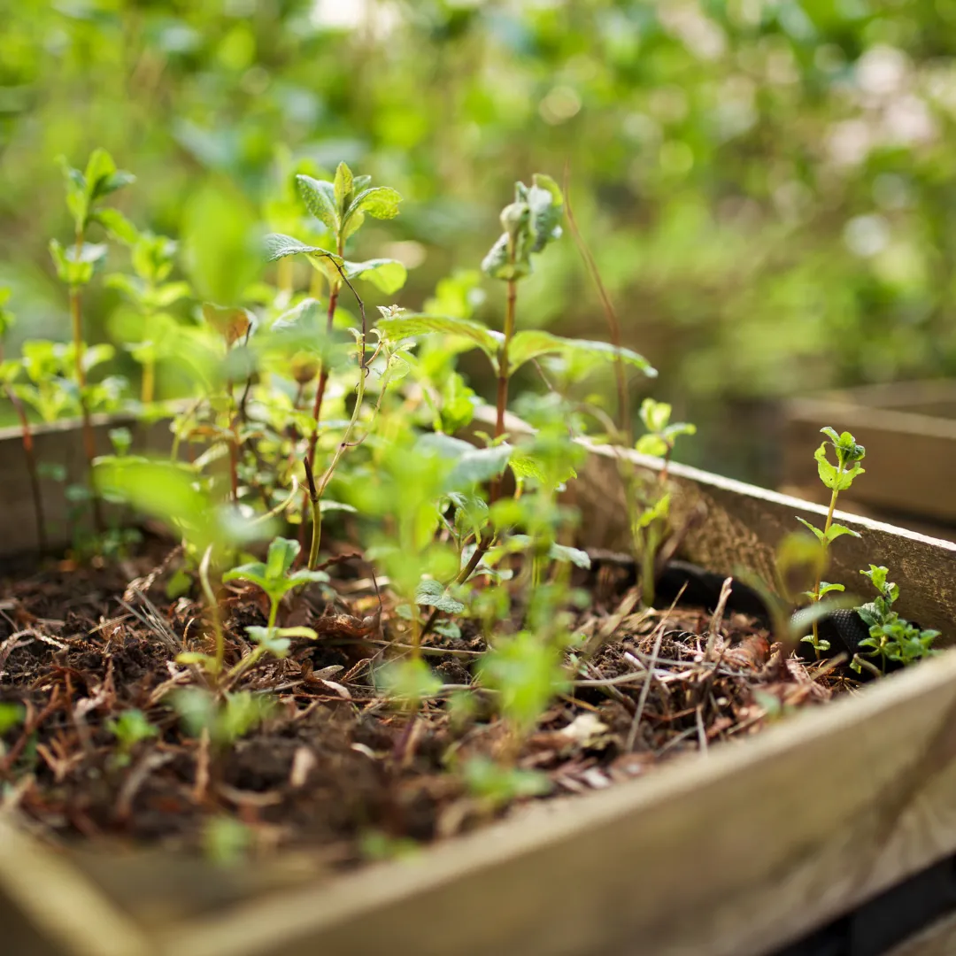 Grow Your Own Oasis: Top Garden Bed Tips Every Central FL Gardener Needs!