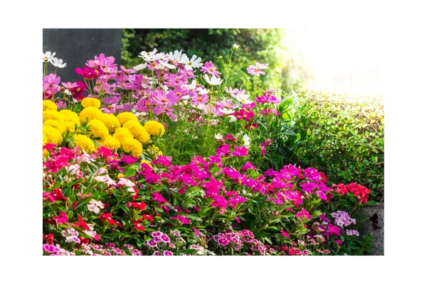 Vibrant flower garden in full bloom at Sunday Cottage Escape, capturing the beauty of nature and the peace found in simple moments.