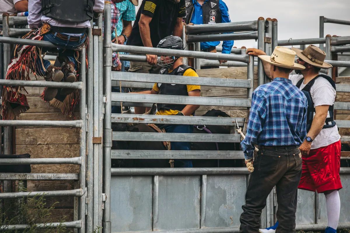 Bull Riding Tips – How to Leave the Chute Correctly