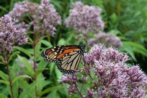Great Pollinator Plants for Wisconsin