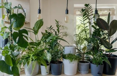 26 Best Air Purifying Plants for The Home