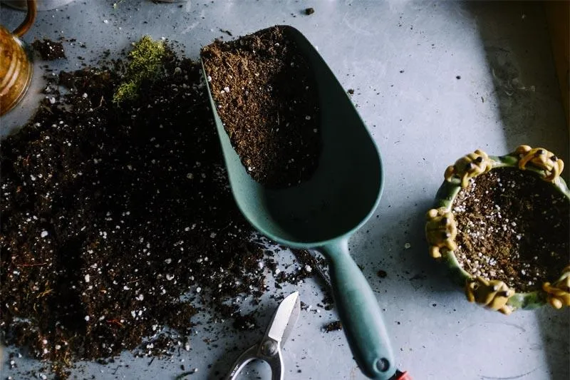 Organic Gardening Tips