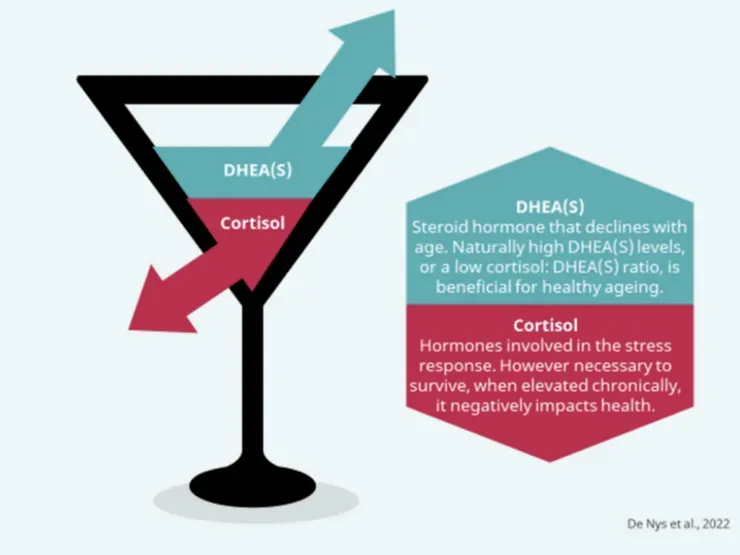 Adrenal Hormone Focus