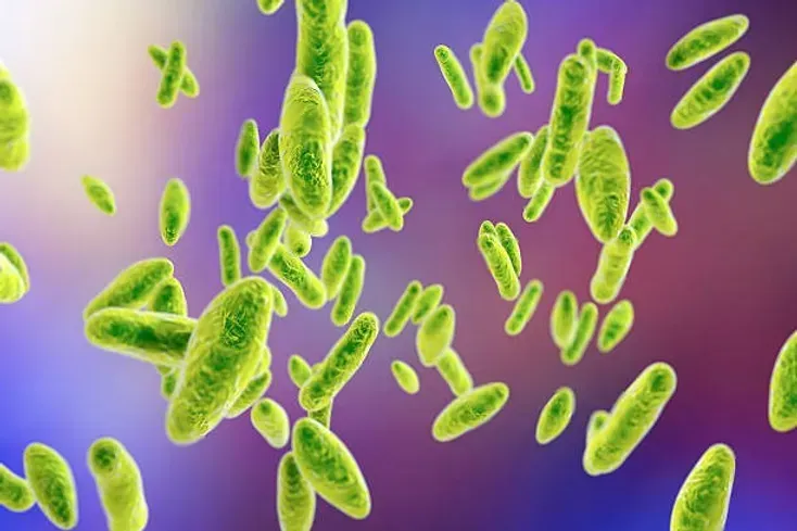 Lyme Coinfection Series-Brucella