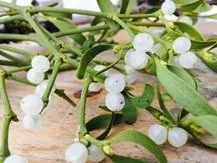 Mistletoe and Helleborus