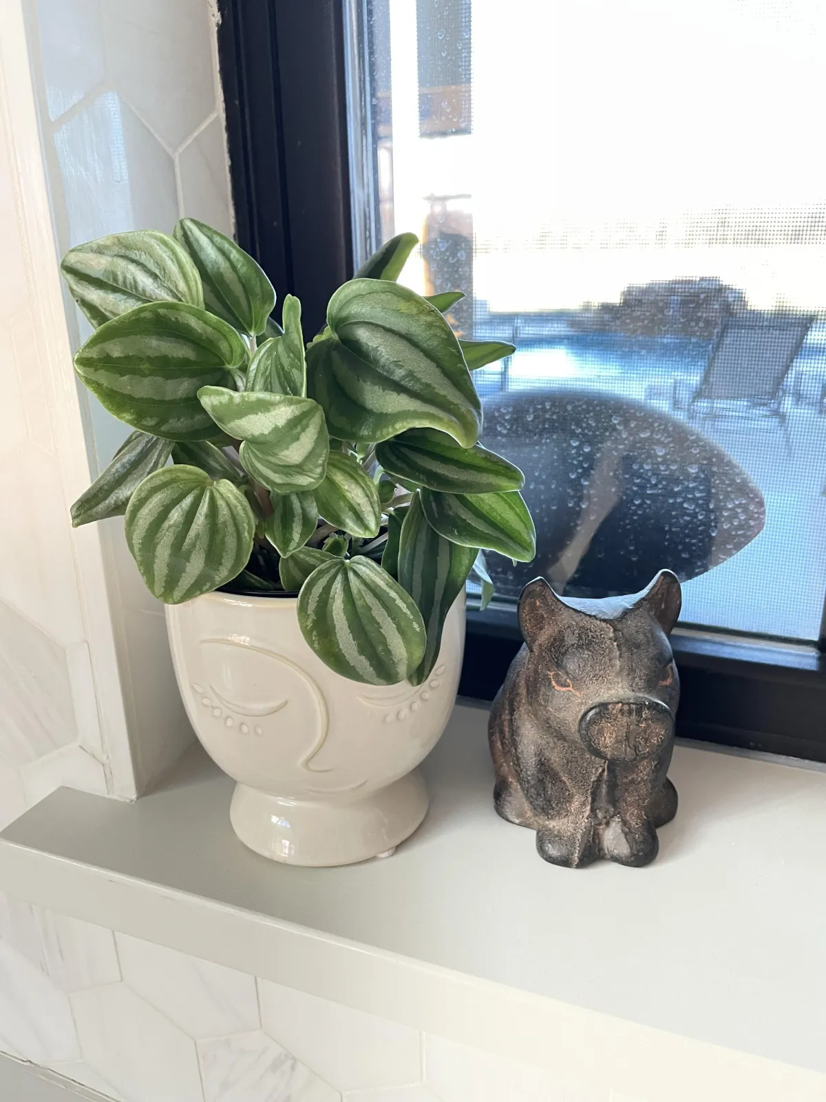 Pressure, Plants, and the Choice to Rise 🦋