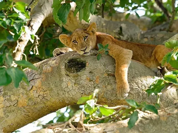 Tiger in tree