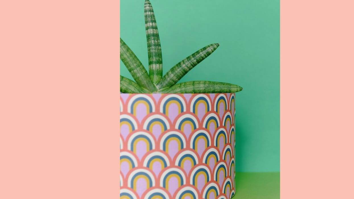 Potted plant representing growth.