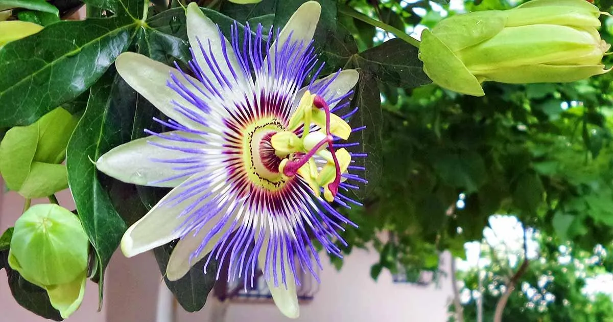 passionflower plant