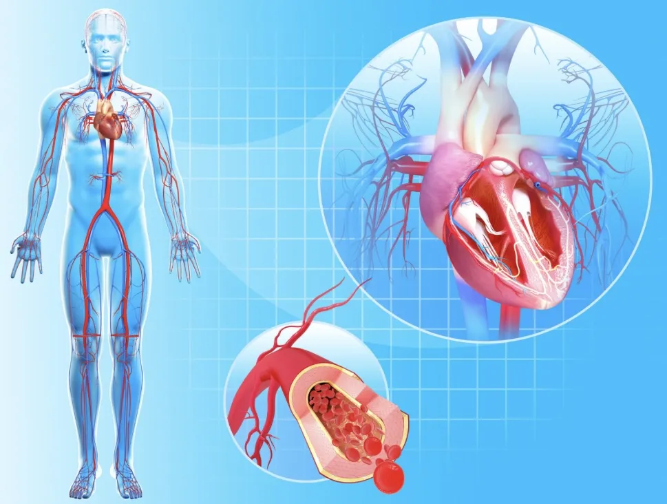 Cardiovascular System