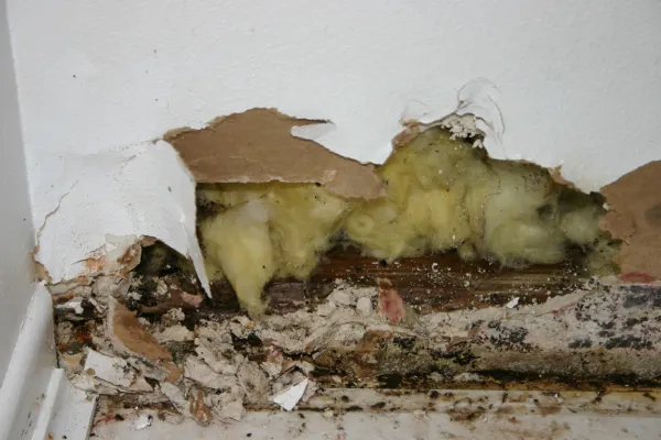 Understanding Drywall Mold: Causes, Prevention, and Solutions