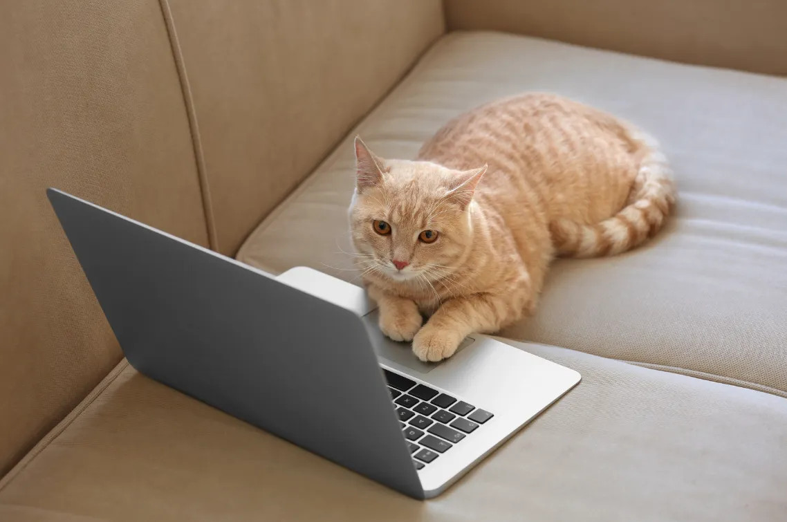 Cat using a laptop.