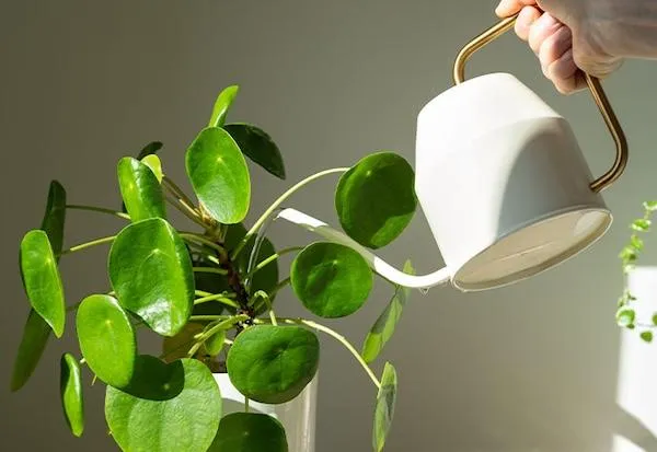 Watering 101: Don’t Kill Your Plants With Kindness