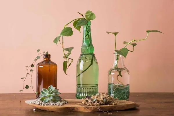 plant clippings in moss and water